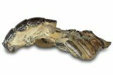 Fossil Mud Lobster (Thalassina) - Gunn Poin, Australia #307776-1